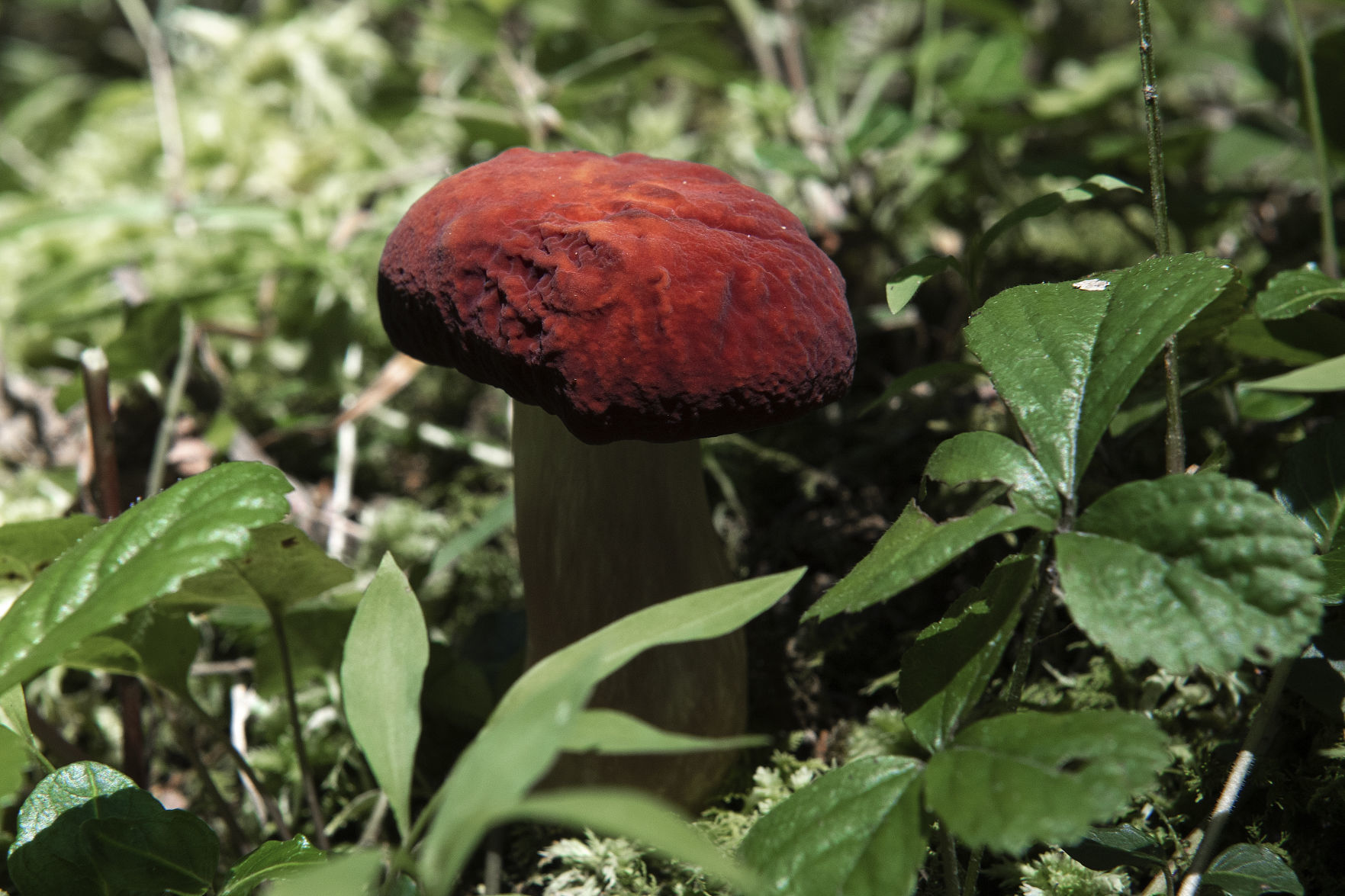 Pennsylvania Mushroom U.jpg